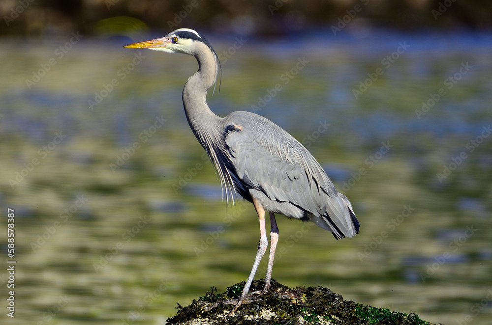 Great Blue Heron