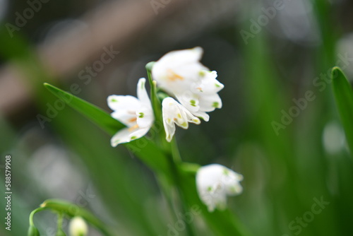 スノーフレークの花のクローズアップ © YATA!