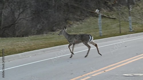 Five Deer Crossing the Street