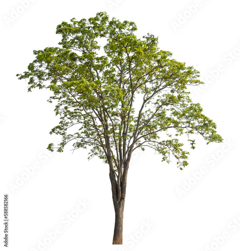 Green tree isolated on transparent background with clipping path  single tree with clipping path and alpha channel.