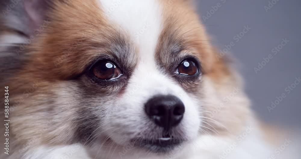 Closeup of Chihuahua dog looking at the camera. Closeup of Chihuahua dog looking at the camera.