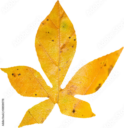 Close-up of yellow autumnal leaf