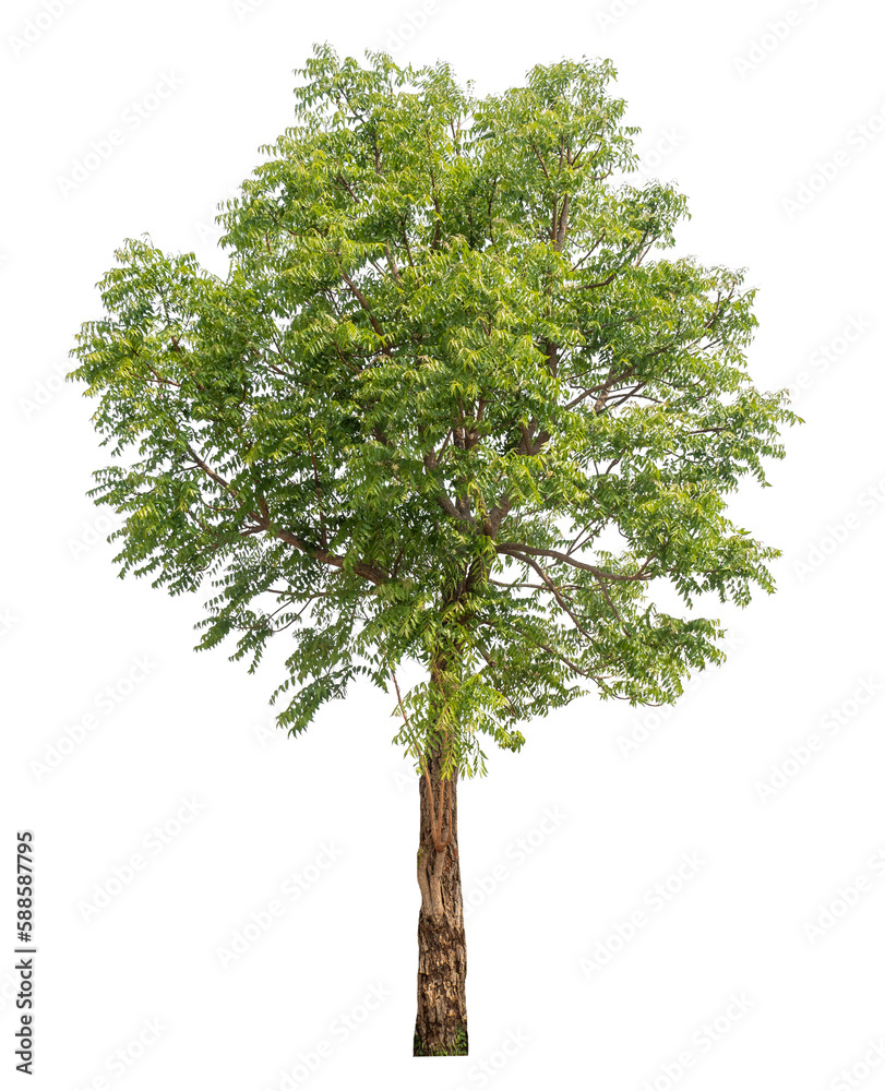 Fototapeta premium Green tree isolated on transparent background with clipping path, single tree with clipping path and alpha channel.