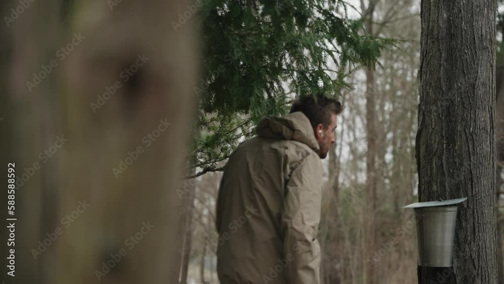 Tilting motion shot of maple syrup farmer checking maple sugar water bucket and tap on tree for production and food production (4k 24p) Tilting motion shot of maple syrup farmer checking maple sugar water bucket and tap on tree for production and food production (4k 24p)