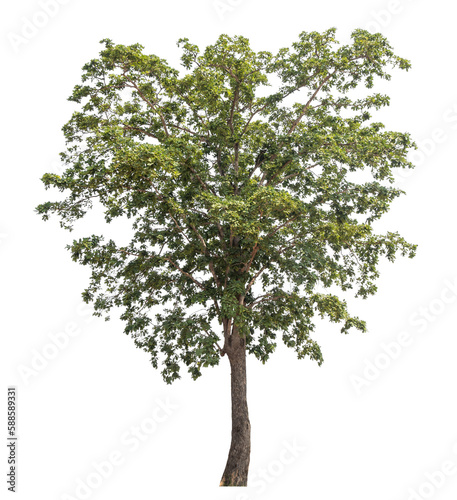 Green tree isolated on transparent background with clipping path, single tree with clipping path and alpha channel.