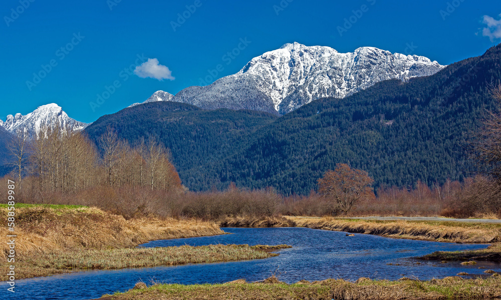 Sunny day at river valley, snow-capped peaks, light clouds in the blue sky, the forest on the horizon, yellow grass and bushes on the bank of the river