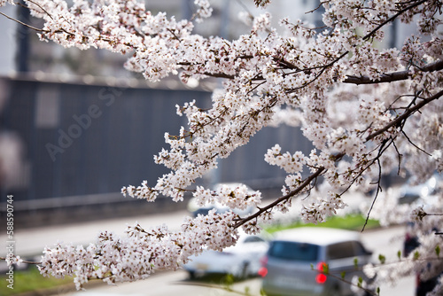 Cherry blossoms, the first flower of spring, and flowers blooming with the blue sky