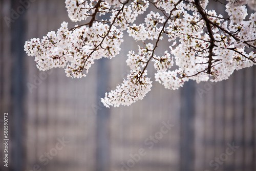 Cherry blossoms, the first flower of spring, and flowers blooming with the blue sky