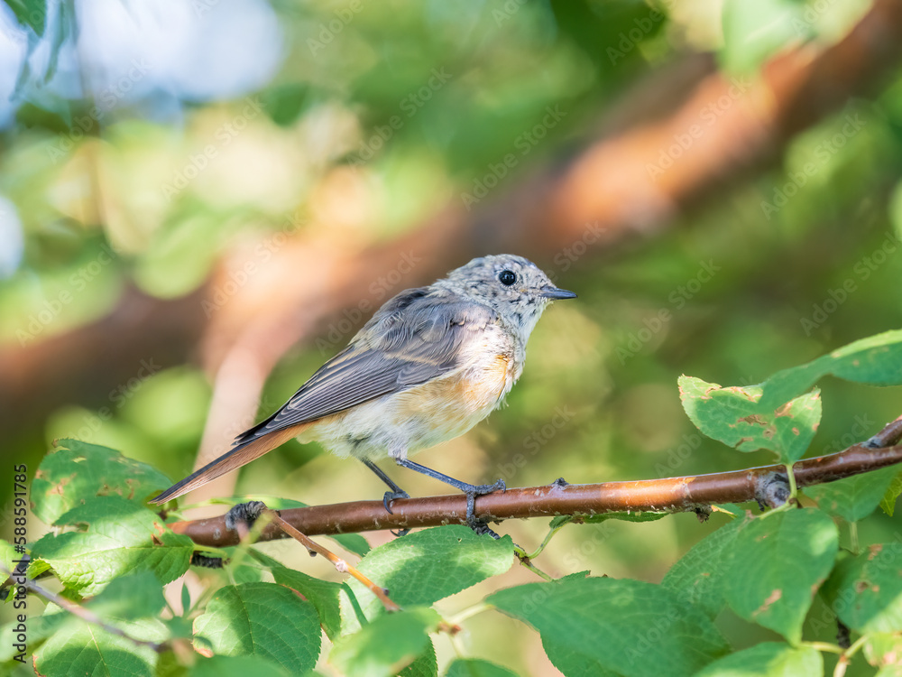 The common redstart, Phoenicurus phoenicurus, young bird, is photographed in close-up sitting on a branch against a blurred background.