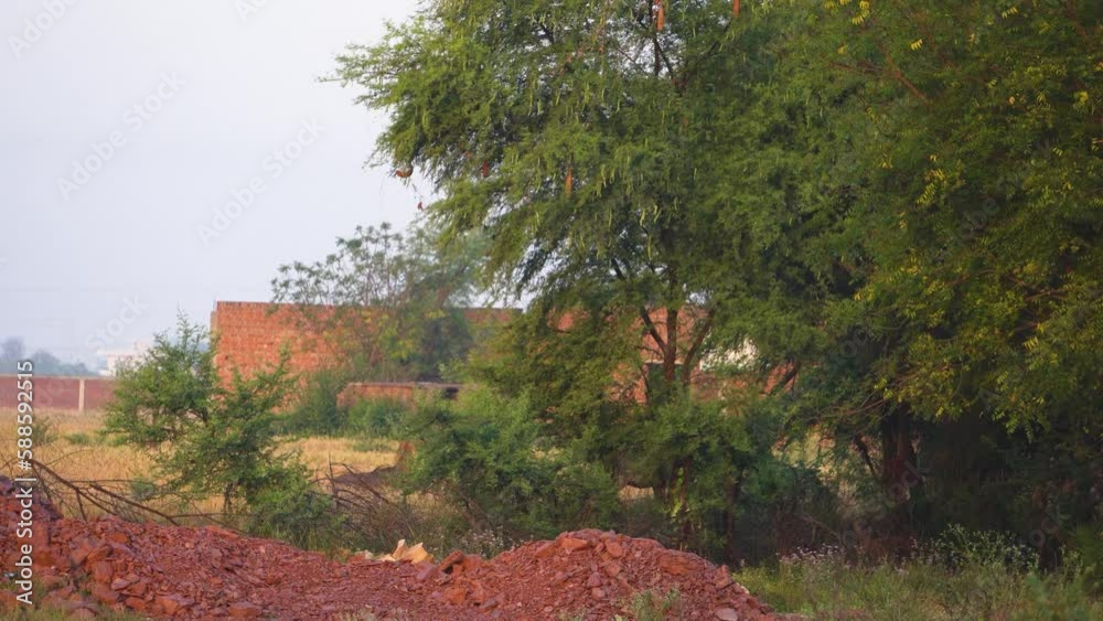 Couple of Blue bull or nilgai or Asian Antelope running in the farms of Gwalior in Madhya Pradesh