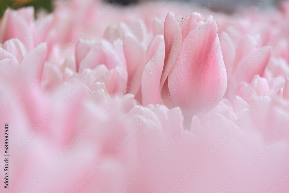 Obraz premium ピンクのチューリップの花壇