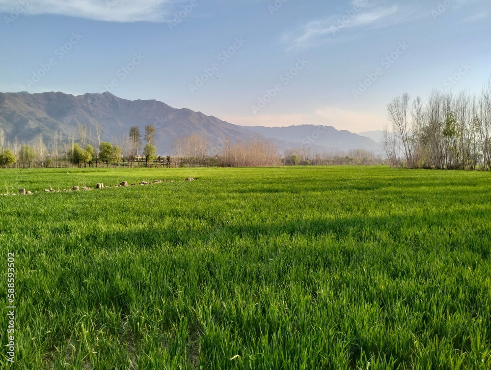 Fototapeta premium green field and sky