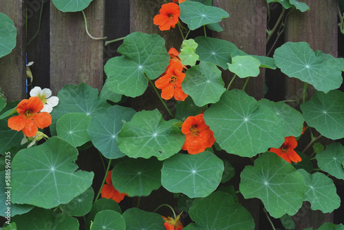 Fence covered with round green leaves of nasturtium, natural floral backgropund photo