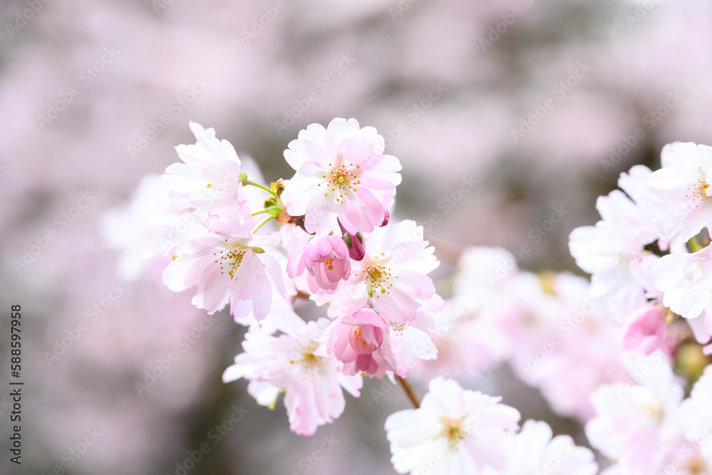 Pink cherry blossoms in an early spring garden, as a nature background
Pink cherry blossoms in an early spring garden, as a nature background