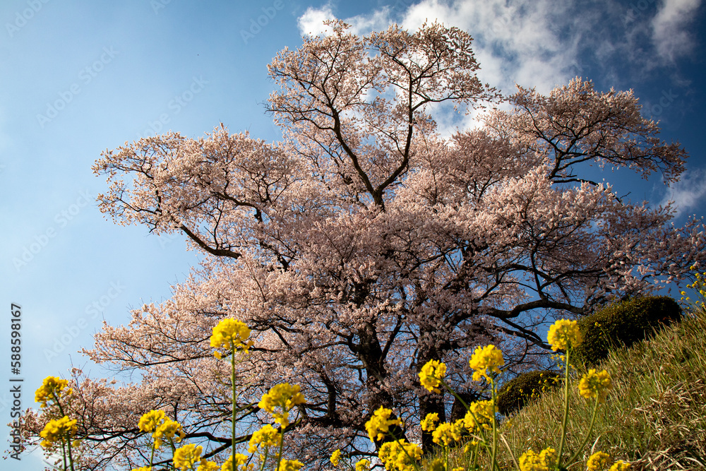 桜
