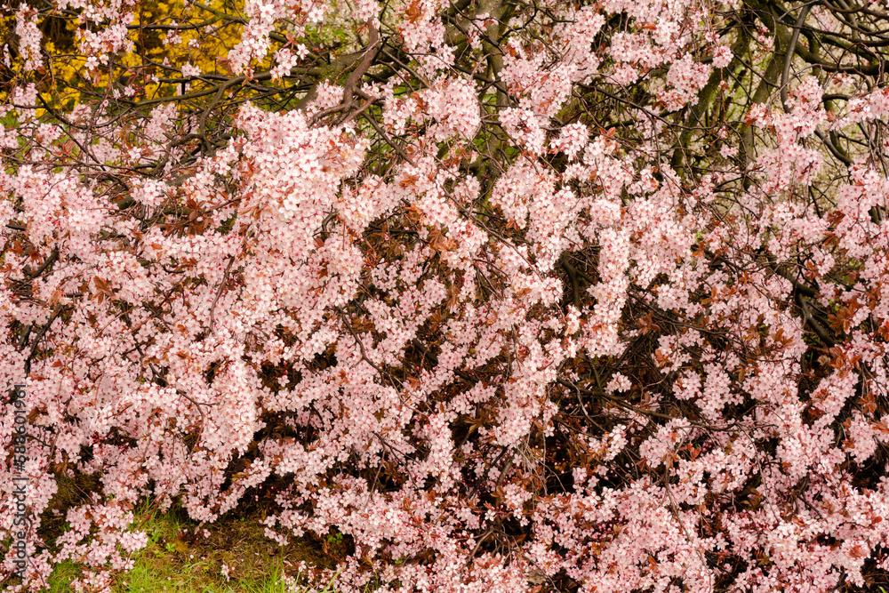 Obraz premium Blooming tree in spring with pink flowers. Cherry blossom, sakura flowers.