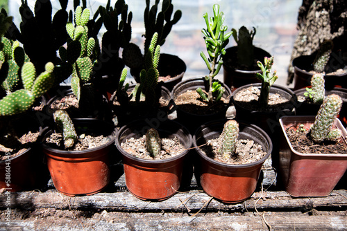 cactus in pots