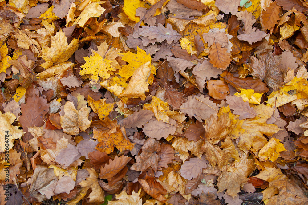 background of fallen leaves on the asphalt