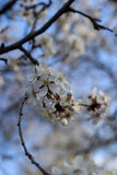 Blooming cherry tree branch 