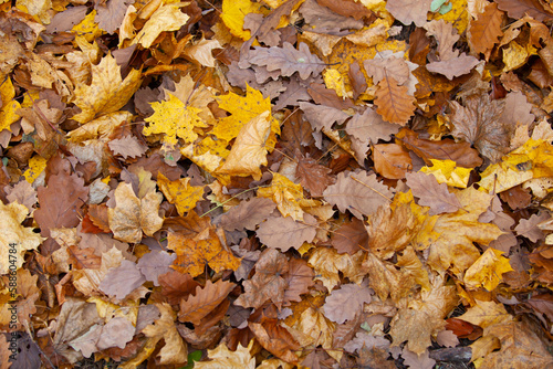background of fallen leaves on the asphalt © bigguns
