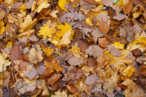 background of fallen leaves on the asphalt