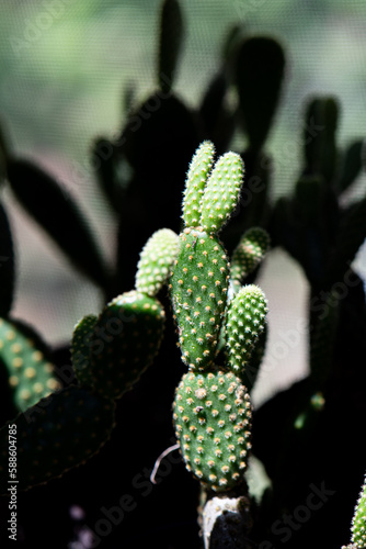 close up of cactus
