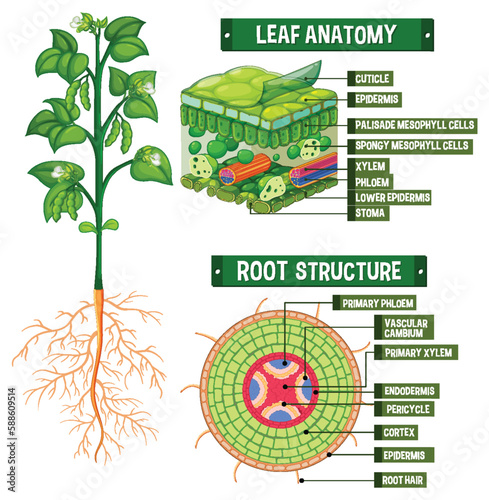 Internal structure of plant diagram