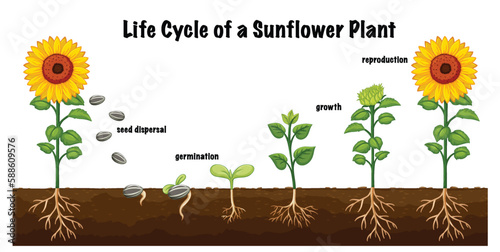 Life Cycle of a Sunflower Plant Diagram for Science Education