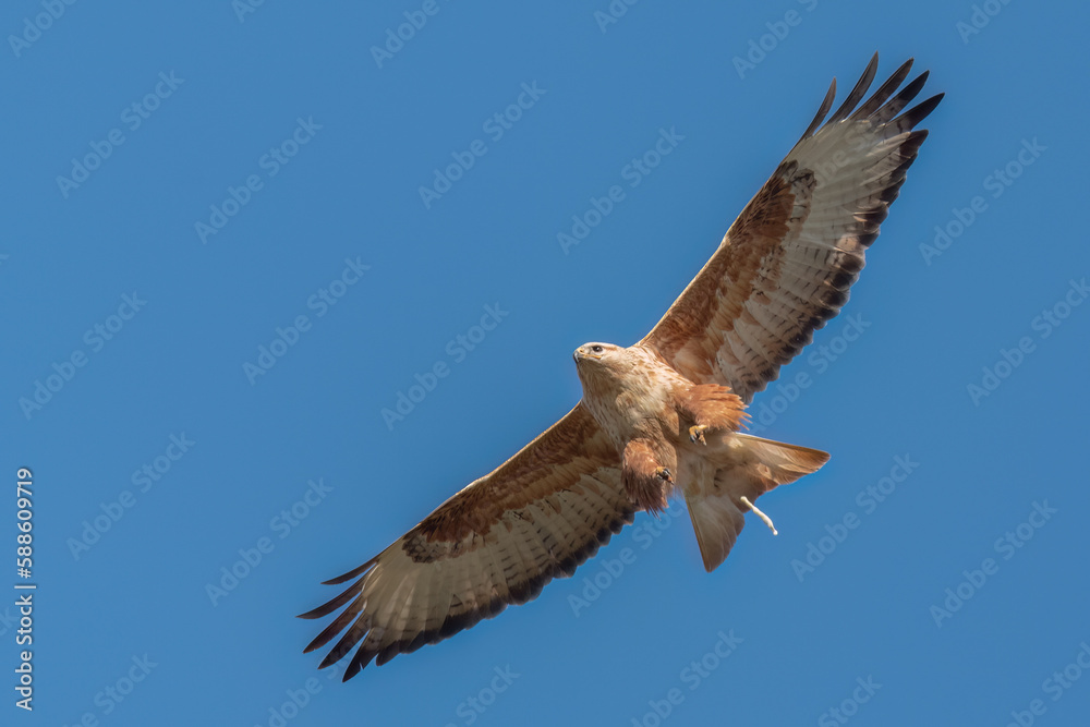 Obraz premium Long-legged buzzard pooping during flight