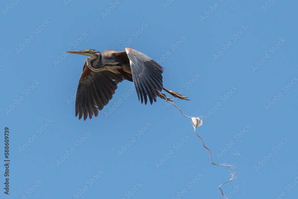 Obraz premium Purple heron pooping during flight