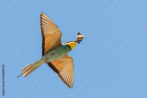 European bee-eater flying with butterfly
 in the beak