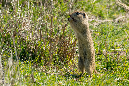 European ground squirrel standing on her legs eating fresh grass in the Spring