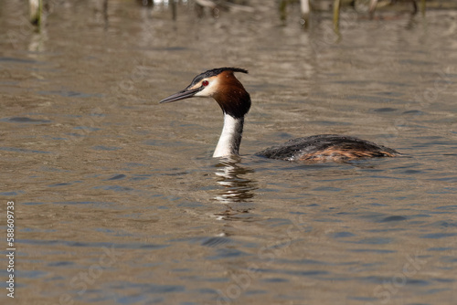 Great crested grebe swimming in the lake water
