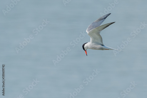 Common tern flying above the river and looking down for fish