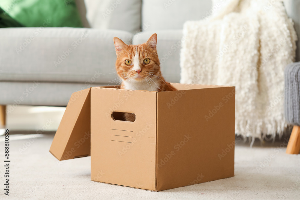 Fototapeta premium Funny cat in cardboard box at home