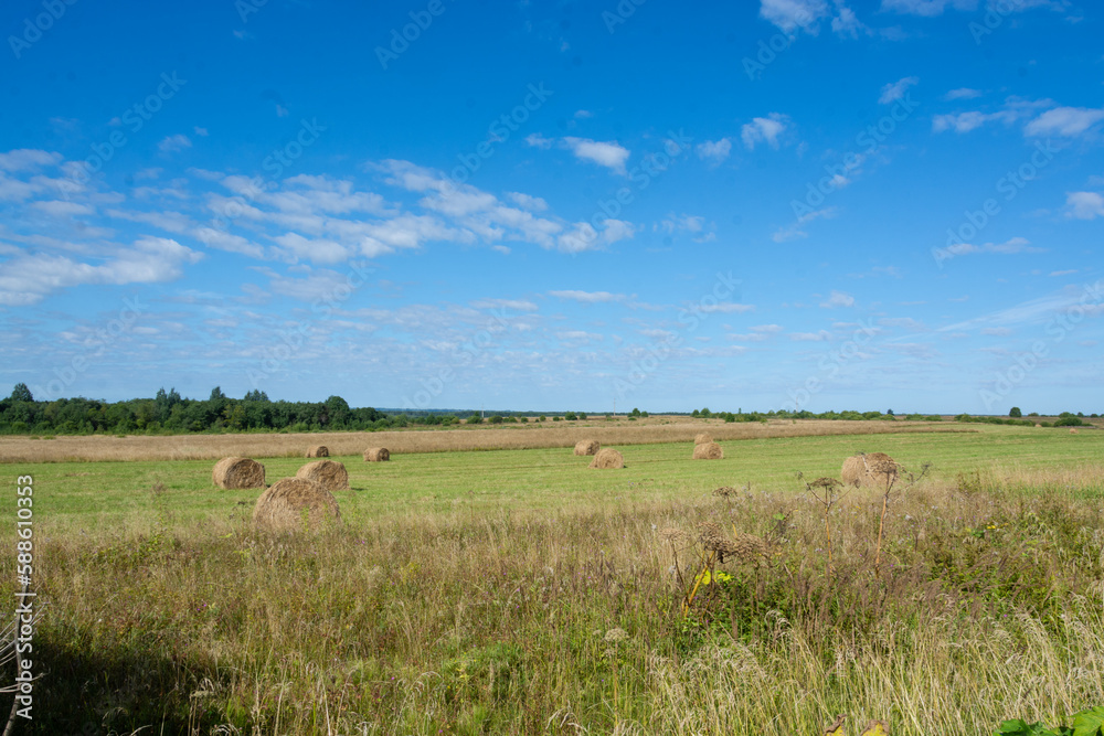 Rustic landscape. Sheaves of hay on the field.