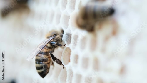 Bees swarming on honeycomb, extreme macro footage. Insects working in wooden beehive, collecting nectar from pollen of flower, create sweet honey. Concept of apiculture, collective work. 4k.
