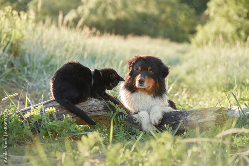 Dog and a black cat play and communicate. Tricolor Australian Shepherd in nature. Happy pets photo