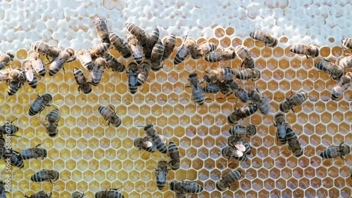 Bees on honeycomb, extreme macro footage. Insects working in wooden beehive, collecting nectar from pollen of flower, create sweet honey. Concept of apiculture, collective work. 4k.