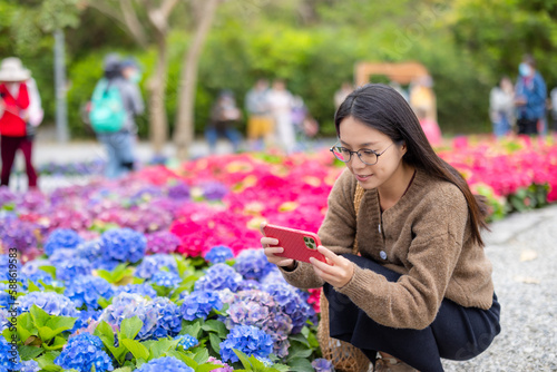 Woman use cellphone to take photo on Hydrangea flower in park