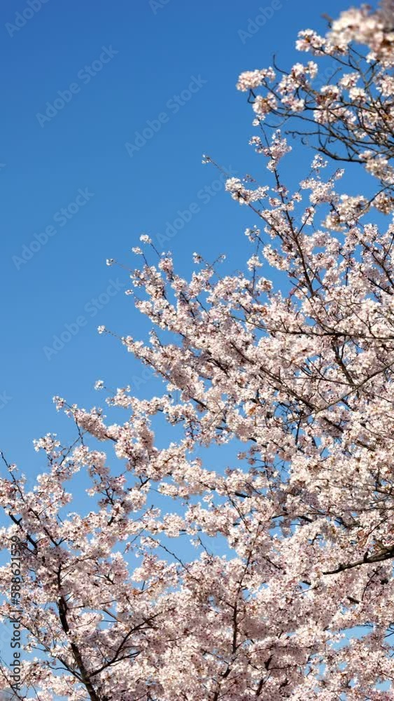 Cherry blossoms or sakura flowers in full bloom blowing in wind under the blue sky in spring, Nature or outdoor background, Vertical video for smartphone footage, Digital signage, Slow motion Cherry blossoms or sakura flowers in full bloom blowing in wind under the blue sky in spring, Nature or outdoor background, Vertical video for smartphone footage, Digital signage, Slow motion