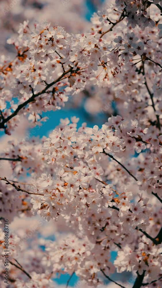 Cherry blossoms or sakura flowers in full bloom blowing in wind under the blue sky in spring, Nature or outdoor background, Vertical video for smartphone footage, Digital signage, Slow motion Cherry blossoms or sakura flowers in full bloom blowing in wind under the blue sky in spring, Nature or outdoor background, Vertical video for smartphone footage, Digital signage, Slow motion