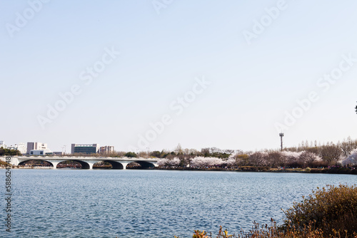 Cherry blossoms in the city, the first flower of spring