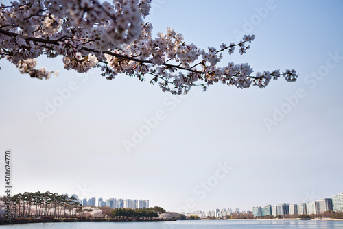 Cherry blossoms in the city, the first flower of spring