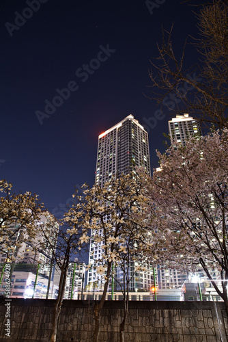 Nighttime Cherry Blossoms and Buildings in the City