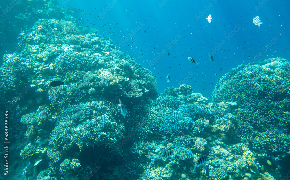 Coral reef at the bottom of the Red Sea.