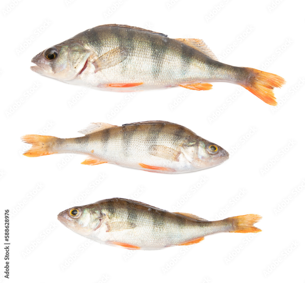 Perch fish isolated on a white background. Perch fish isolated on a white background.