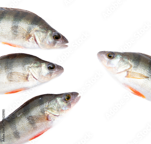 Perch fish isolated on a white background.