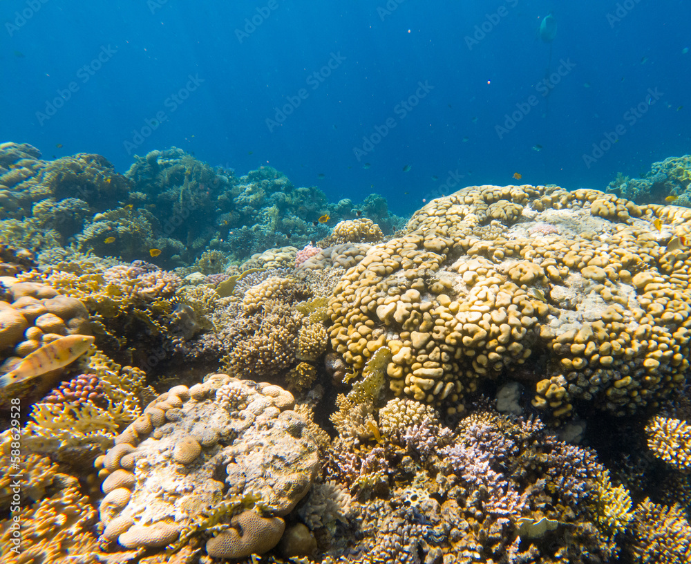 Obraz premium Coral reef under sea water.