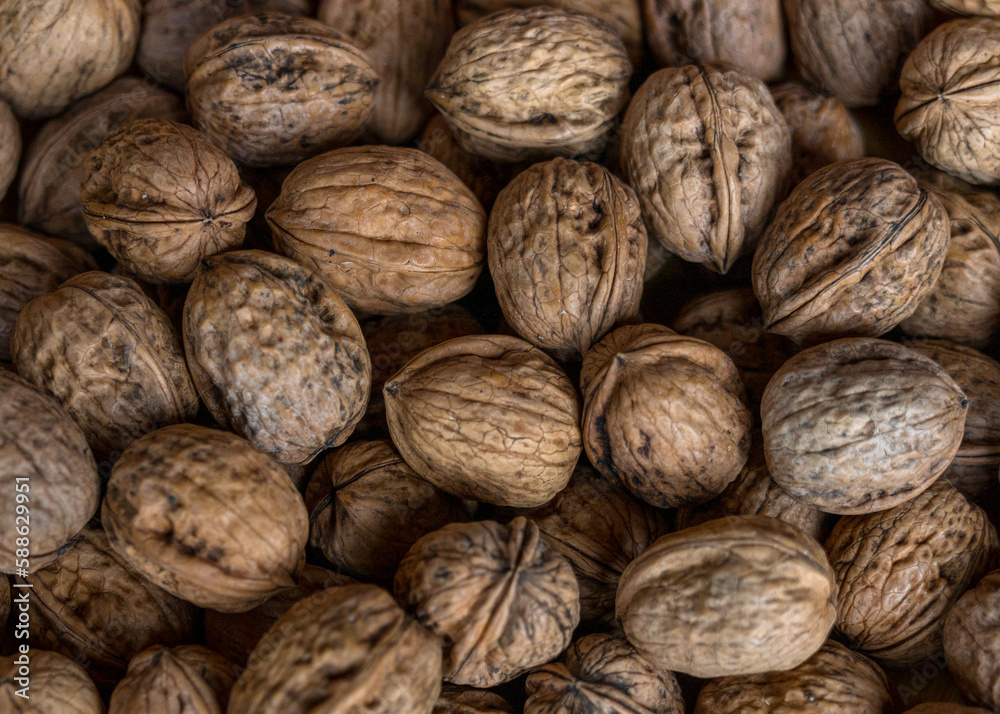 top-down view of many organic walnuts just after harvesting top-down view of many organic walnuts just after harvesting